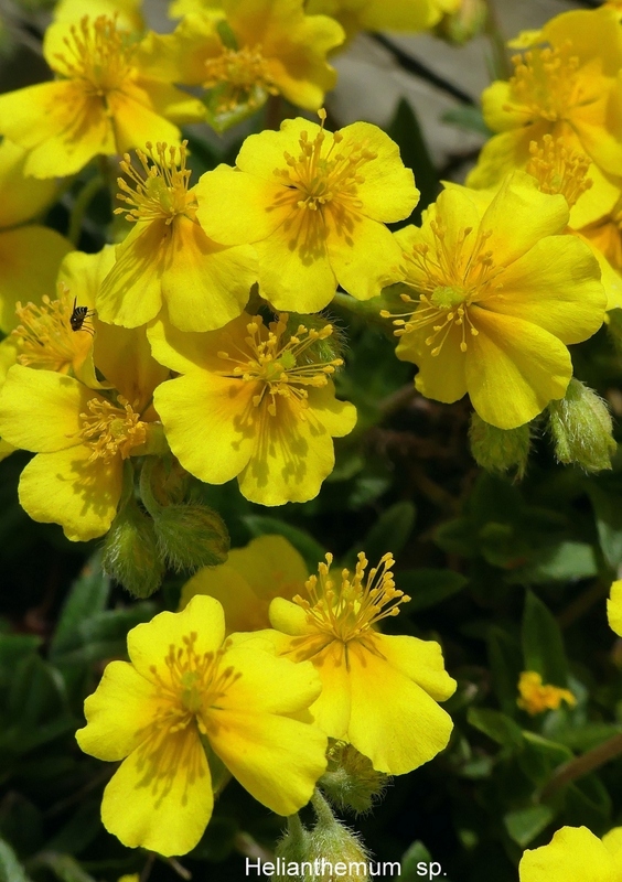 Orchidee e fiori del Monte Vettore e del Lago di Pilato � 26 giugno 2025.